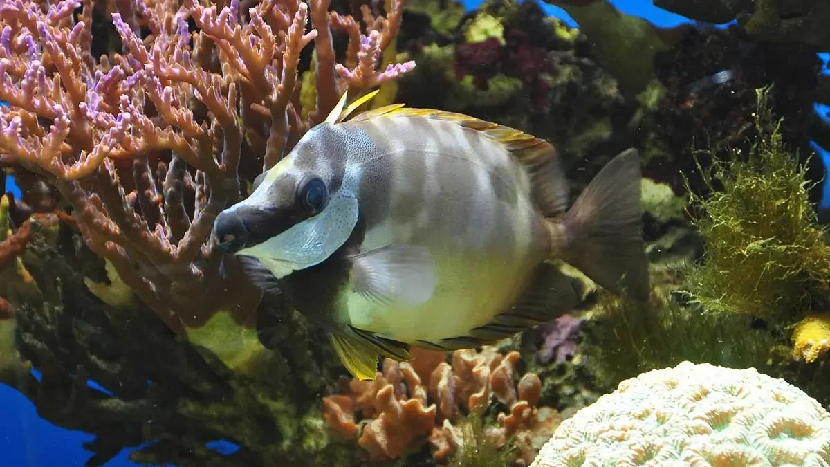 Activities around Perranporth include visiting the fish at Blue Reef Aquarium, such as this one