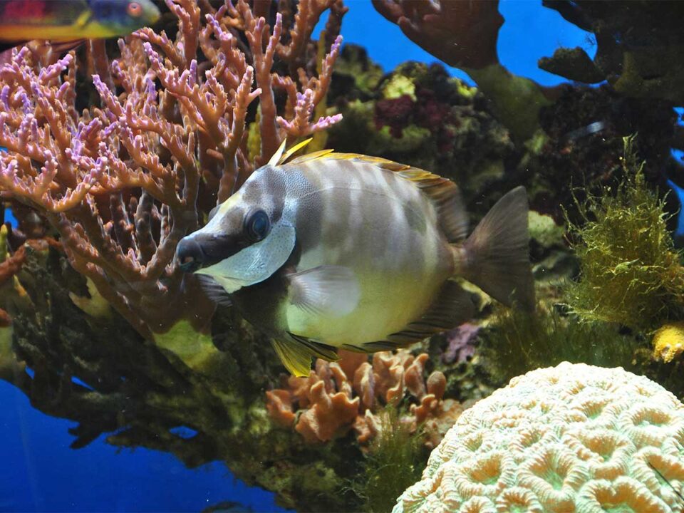 A fish at the Blue Reef Aquarium, Newquay